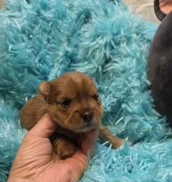 MerleYorkieM2, a male Yorkshire Terrier for sale in Cullman, AL – 5 of 8