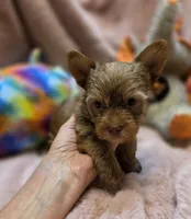 YorkieM2, a male Yorkshire Terrier for sale in Cullman, AL – 9 of 9