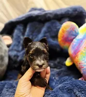 ExoticYorkieF, a female Yorkshire Terrier for sale in Cullman, AL – 2 of 6