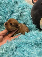 MerleYorkieM2, a male Yorkshire Terrier for sale in Cullman, AL – 4 of 8