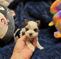 YorkieM1Teacup, a male Yorkshire Terrier for sale in Cullman, AL – 3 of 8
