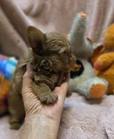 YorkieM2, a male Yorkshire Terrier for sale in Cullman, AL – 4 of 9