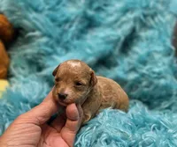 MaltipooF, a male Maltipoo for sale in Cullman, AL – 7 of 10