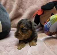YorkiePooF4, a female Yorkipoo for sale in Cullman, AL – 7 of 10