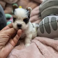 BiewerF, a female Biewer for sale in Cullman, AL – 2 of 10