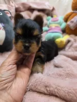 YorkieM1, a male Yorkshire Terrier for sale in Cullman, AL – 8 of 8
