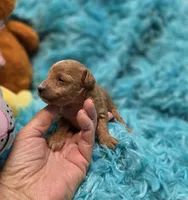 MaltipooM2, a male Maltipoo for sale in Cullman, AL – 6 of 7