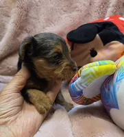 YorkiePooF4, a female Yorkipoo for sale in Cullman, AL – 8 of 10