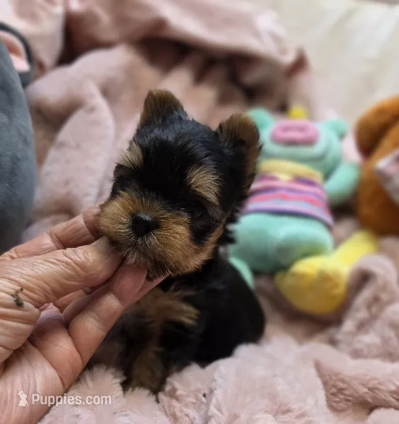 YorkieM – Yorkshire Terrier puppy for sale in Cullman, AL