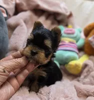YorkieM, a male Yorkshire Terrier for sale in Cullman, AL – 1 of 9