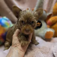 YorkieM2, a male Yorkshire Terrier for sale in Cullman, AL – 7 of 9