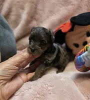 YorkiePooF3, a female Yorkipoo for sale in Cullman, AL – 3 of 10