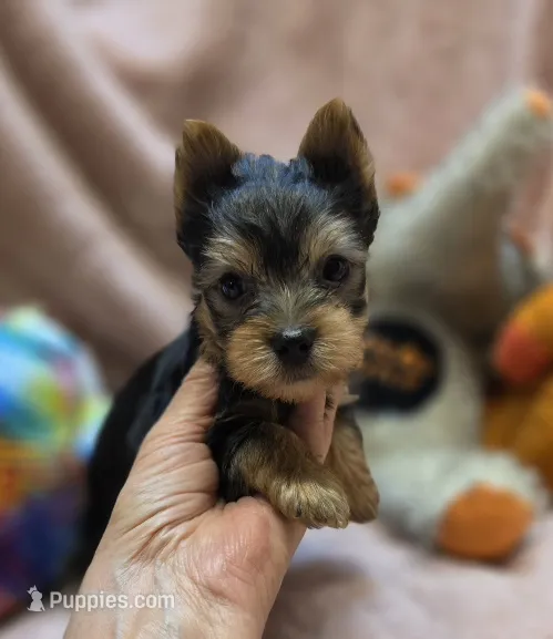 YorkieM3 – Yorkshire Terrier puppy for sale in Cullman, AL
