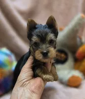 YorkieM3, a male Yorkshire Terrier for sale in Cullman, AL – 1 of 10