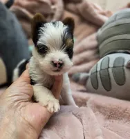 BiewerM, a male Biewer for sale in Cullman, AL – 9 of 10