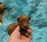 MaltipooM3, a male Maltipoo for sale in Cullman, AL – 8 of 9