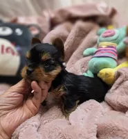 YorkieM1, a male Yorkshire Terrier for sale in Cullman, AL – 5 of 8