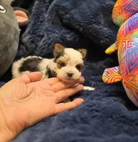 YorkieM1Teacup, a male Yorkshire Terrier for sale in Cullman, AL – 6 of 8