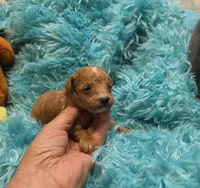 MaltipooM2, a male Maltipoo for sale in Cullman, AL – 5 of 7