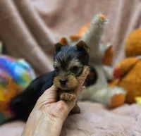 YorkieM3, a male Yorkshire Terrier for sale in Cullman, AL – 4 of 10