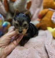 YorkieM3, a male Yorkshire Terrier for sale in Cullman, AL – 5 of 10