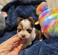 YorkieM2, a male Yorkshire Terrier for sale in Cullman, AL – 8 of 9