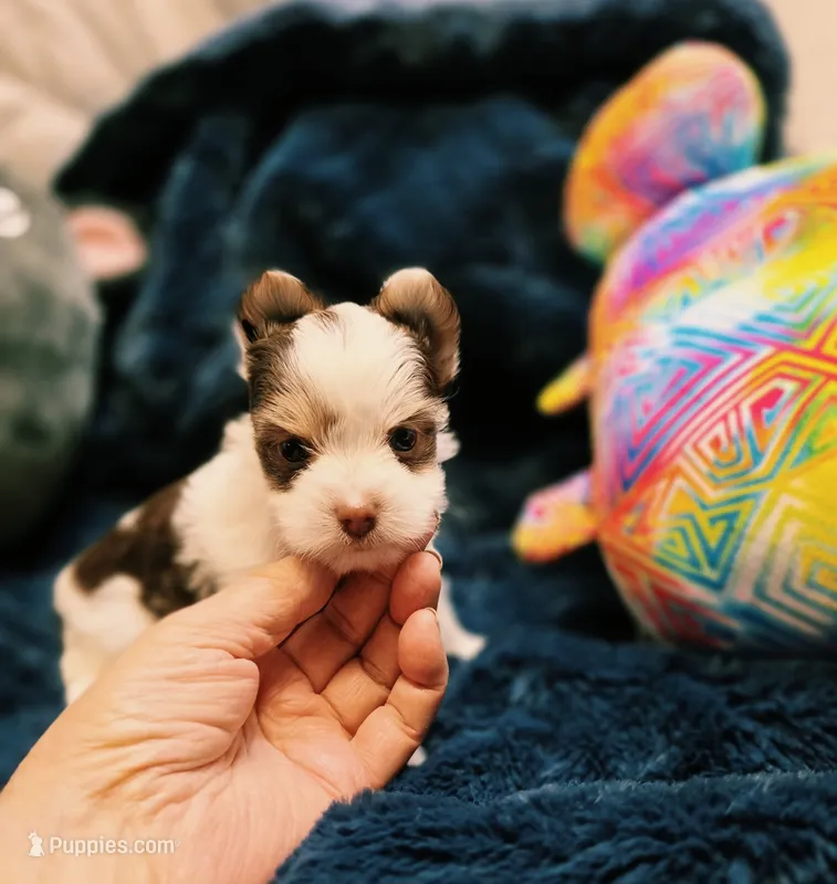 YorkieM3 – Yorkshire Terrier puppy for sale in Cullman, AL