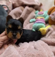 YorkieM1, a male Yorkshire Terrier for sale in Cullman, AL – 2 of 8
