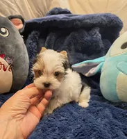 YorkieM1Teacup, a male Yorkshire Terrier for sale in Cullman, AL – 8 of 8