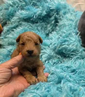MaltipooM1, a male Maltipoo for sale in Cullman, AL – 9 of 10