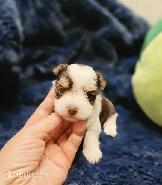 YorkieM2 – Yorkshire Terrier puppy for sale in Cullman, AL