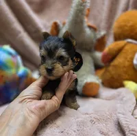 YorkieM3, a male Yorkshire Terrier for sale in Cullman, AL – 2 of 10