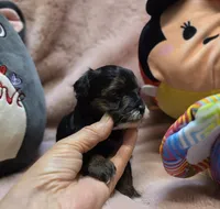 YorkiePooF1, a female Yorkipoo for sale in Cullman, AL – 4 of 9