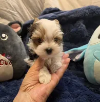 YorkieM1Teacup, a male Yorkshire Terrier for sale in Cullman, AL – 5 of 8
