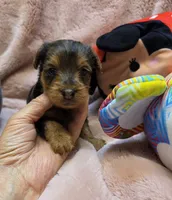 YorkiePooF4, a female Yorkipoo for sale in Cullman, AL – 10 of 10