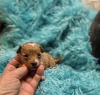 MaltipooF, a male Maltipoo for sale in Cullman, AL – 6 of 10