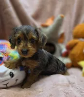 YorkiePooF4..Pending, a female Yorkipoo for sale in Cullman, AL – 1 of 9
