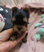 YorkieM, a male Yorkshire Terrier for sale in Cullman, AL – 4 of 9