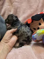 YorkiePooF3, a female Yorkipoo for sale in Cullman, AL – 5 of 10