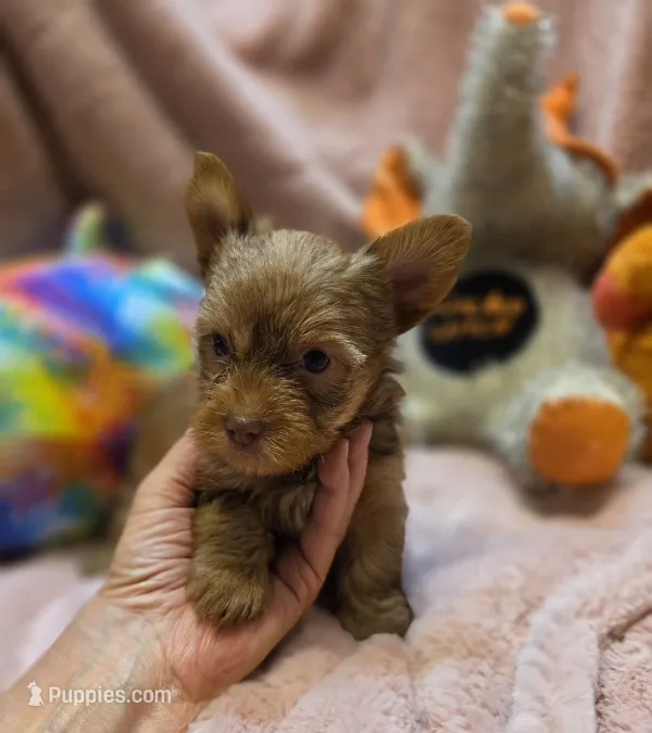 YorkieM2 – Yorkshire Terrier puppy for sale in Cullman, AL
