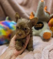 YorkieM2, a male Yorkshire Terrier for sale in Cullman, AL – 1 of 9