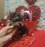 processed/539f2797-54f3-4f0c-a98e-c4634e45a0b9/listing/f1e3a0f1-847f-4fcd-be31-b0797a44235e/3d9e1a53-f02d-44c3-b6cd-907f476a75a1