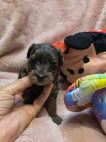 YorkiePooF3, a female Yorkipoo for sale in Cullman, AL – 9 of 10