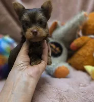 YorkieM1, a male Yorkshire Terrier for sale in Cullman, AL – 9 of 9