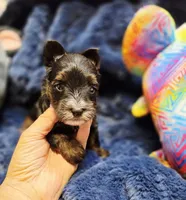 ExoticYorkieF, a female Yorkshire Terrier for sale in Cullman, AL – 5 of 6