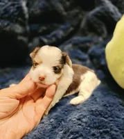 YorkieM3, a male Yorkshire Terrier for sale in Cullman, AL – 2 of 6
