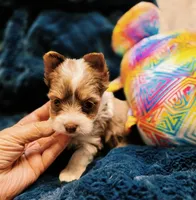 YorkieF, a female Yorkshire Terrier for sale in Cullman, AL – 8 of 10