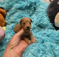MaltipooM1, a male Maltipoo for sale in Cullman, AL – 3 of 10
