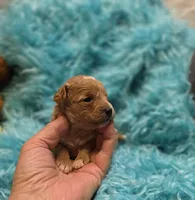 MaltipooF, a male Maltipoo for sale in Cullman, AL – 10 of 10