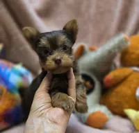 YorkieM1, a male Yorkshire Terrier for sale in Cullman, AL – 8 of 9